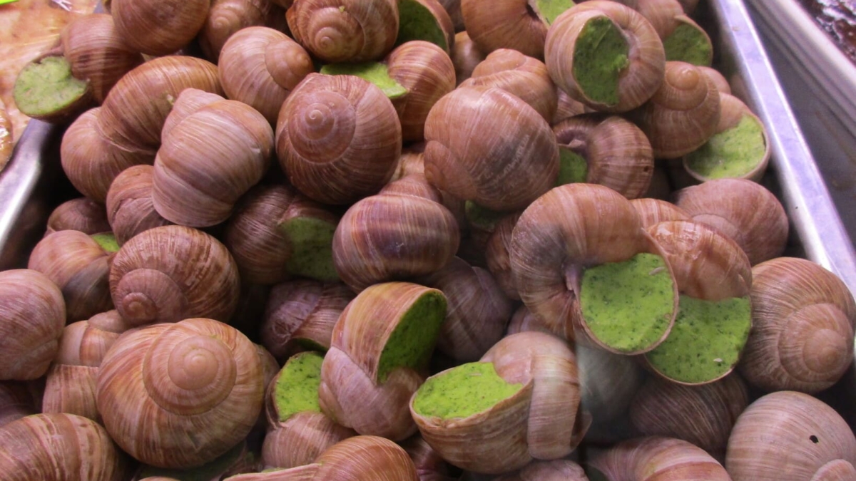 Escargot de Bourgogne 019 1 1