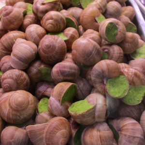 Escargot de Bourgogne 019 1 1