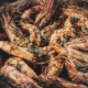 crevettes egor myznik 4Bj3k6f777w unsplash 1 1