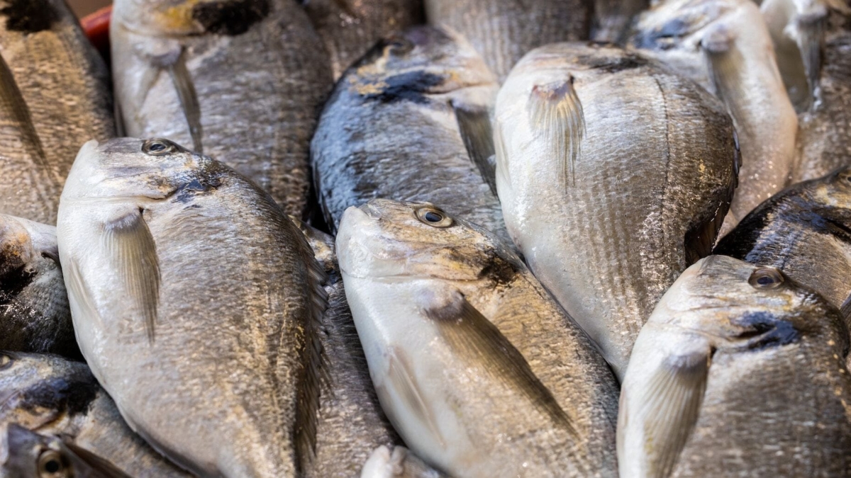 marinade bretonne pour daurade
