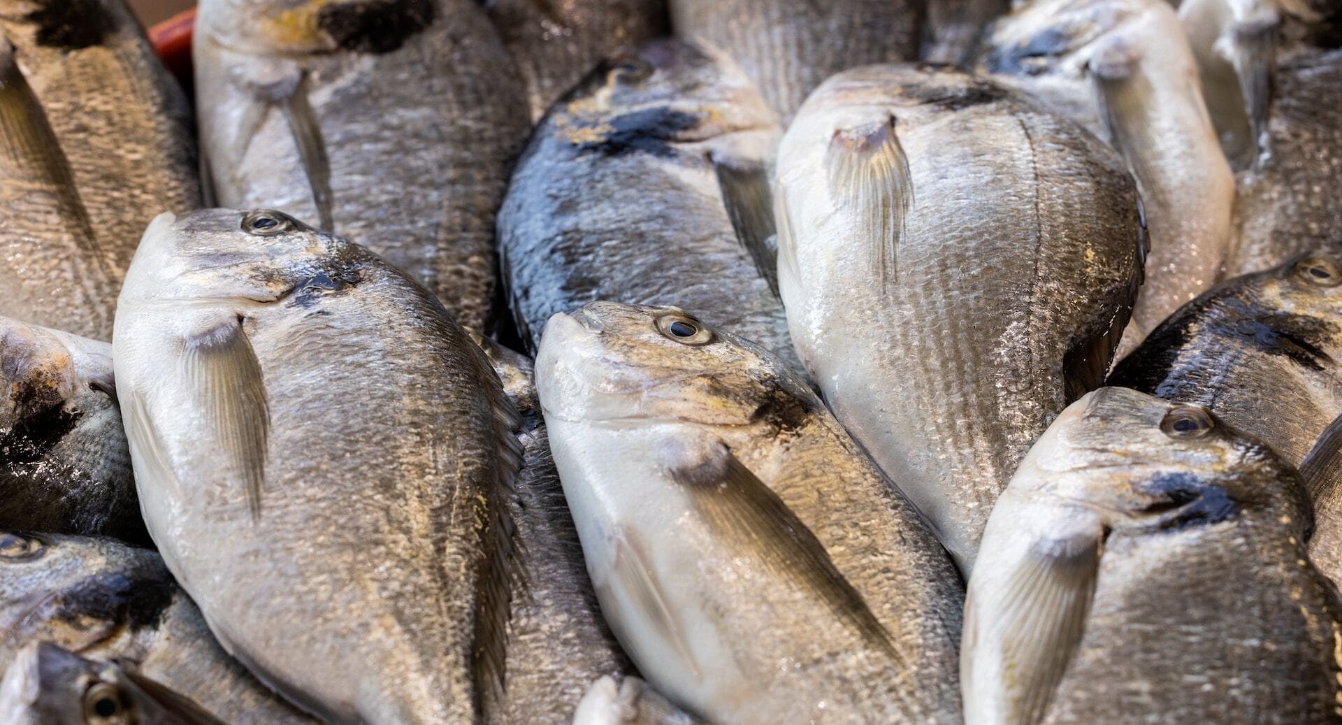 marinade bretonne pour daurade